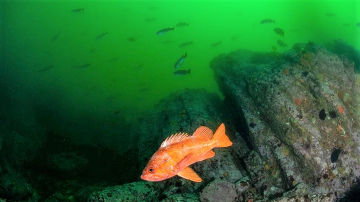 10 loài động vật sống lâu nhất trên Trái Đất - 2