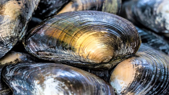 10 loài động vật sống lâu nhất trên Trái Đất - 3