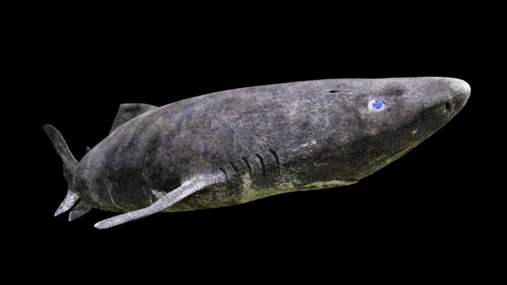 10 loài động vật sống lâu nhất trên Trái Đất - 4