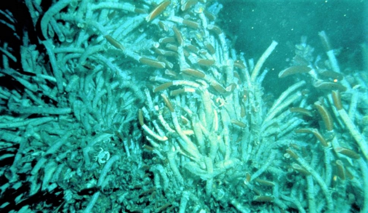 10 loài động vật sống lâu nhất trên Trái Đất - 5