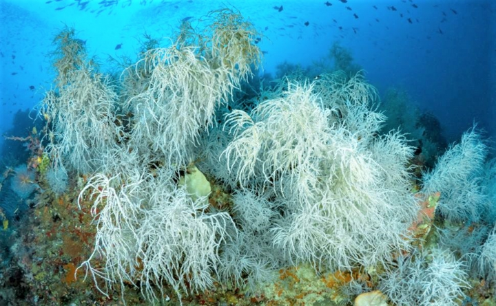 10 loài động vật sống lâu nhất trên Trái Đất - 7