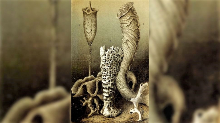 10 loài động vật sống lâu nhất trên Trái Đất - 8