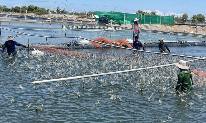 Sau 7 tuần giãn cách, tôm thẻ miền Tây tăng giá trở lại - 3