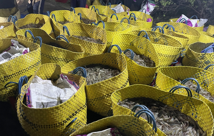 Sau 7 tuần giãn cách, tôm thẻ miền Tây tăng giá trở lại - 2