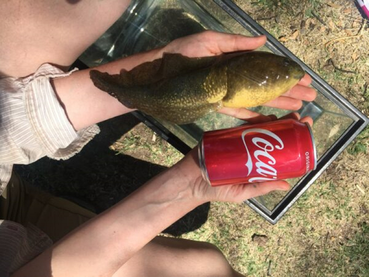 ‘Bé’ nòng nọc siêu hiếm gây kinh ngạc với kích thước khổng lồ - 1