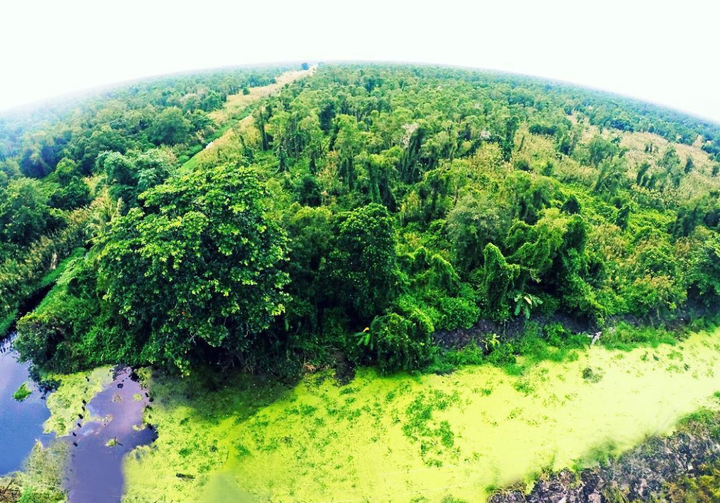 Khám phá khu rừng ở Việt Nam được xếp loại quý hiếm trên thế giới - 3