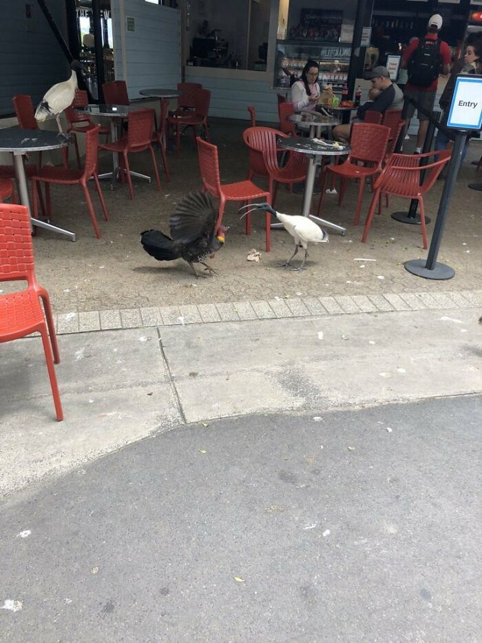 ‘Thu ngân’ Kangaroo, ‘đạo diễn’ gấu túi: Những hình ảnh thú vị chỉ có ở nước Úc - 5