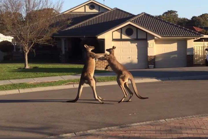 ‘Thu ngân’ Kangaroo, ‘đạo diễn’ gấu túi: Những hình ảnh thú vị chỉ có ở nước Úc - 4