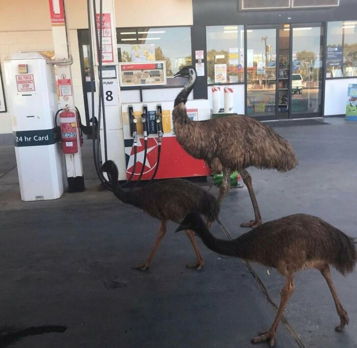 ‘Thu ngân’ Kangaroo, ‘đạo diễn’ gấu túi: Những hình ảnh thú vị chỉ có ở nước Úc - 7