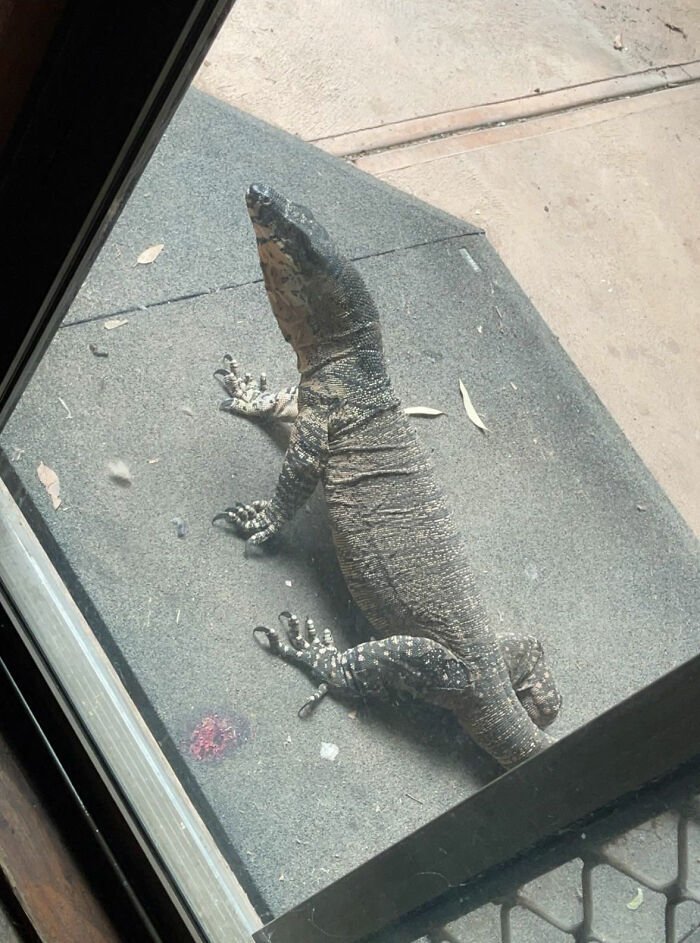 ‘Thu ngân’ Kangaroo, ‘đạo diễn’ gấu túi: Những hình ảnh thú vị chỉ có ở nước Úc - 9