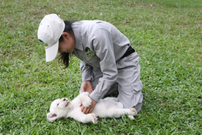 24 giờ của 'bố hổ', 'mẹ sư tử' ngoài đời tại Vinpearl Safari - 3