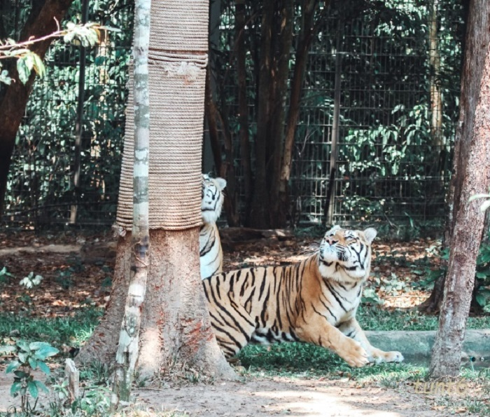 24 giờ của 'bố hổ', 'mẹ sư tử' ngoài đời tại Vinpearl Safari - 8