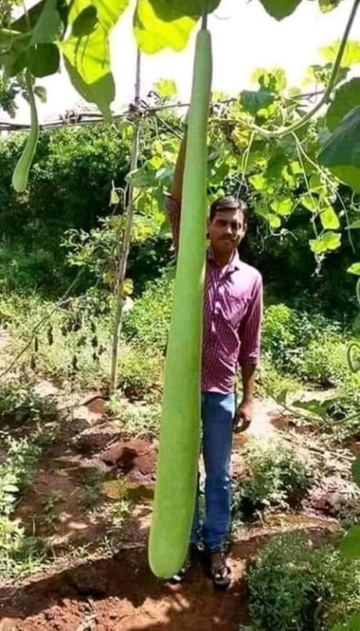 Giật mình trước muôn kiểu mọc oái oăm của củ quả trong vườn - 8