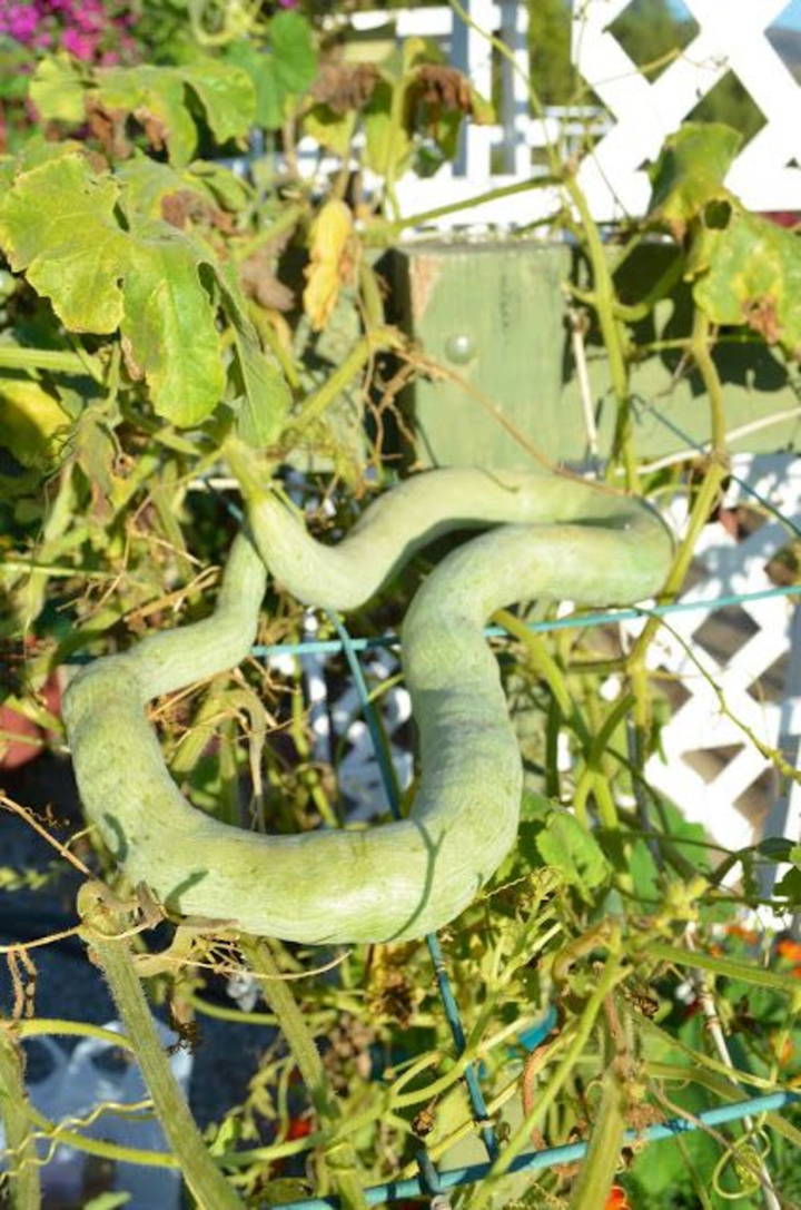 Giật mình trước muôn kiểu mọc oái oăm của củ quả trong vườn - 4