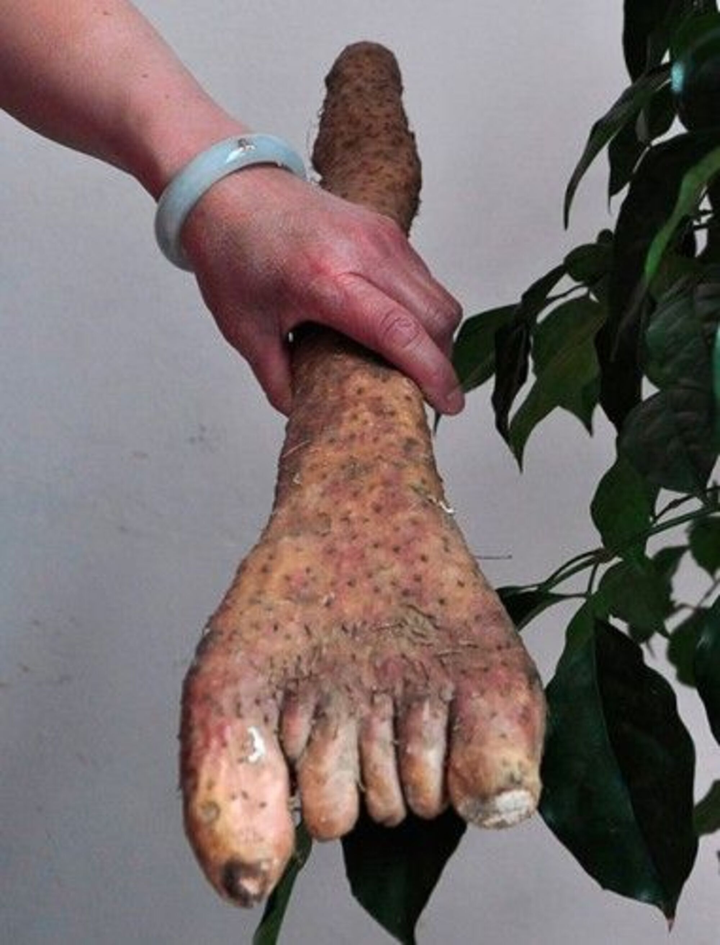 Giật mình trước muôn kiểu mọc oái oăm của củ quả trong vườn - 3