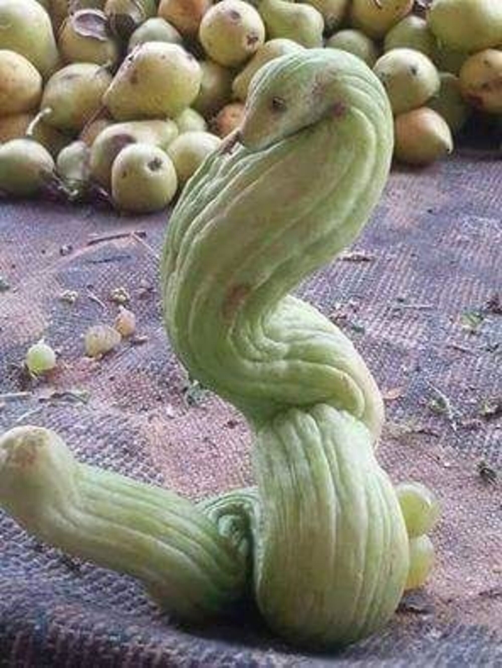 Giật mình trước muôn kiểu mọc oái oăm của củ quả trong vườn - 6