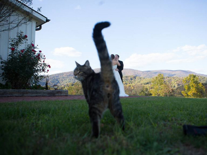 Tuyển tập ảnh cưới có 1-0-2 tạo nên bởi những kẻ 'phá bĩnh' không ngờ tới - 7