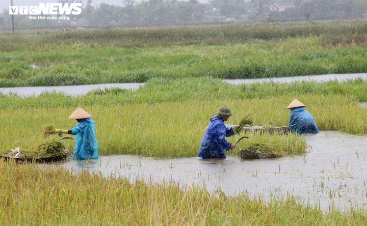 Miền Trung: Ngư dân hối hả neo thuyền vào bờ, nông dân gặt lúa 'chạy' bão Conson - 1