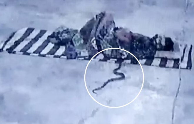 Đang ngủ thấy nhột chân, bật dậy xem thấy rắn hổ mang chui vào chăn - 1