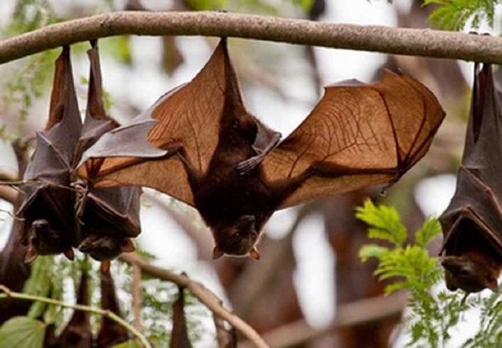 Vì sao dơi sống sót khi mang virus chết người? - 2