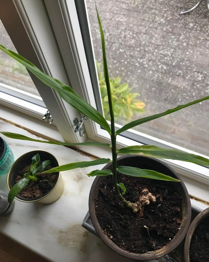 Lô hội, gừng - loại cây trồng trong nhà có lợi cho sức khỏe - 2