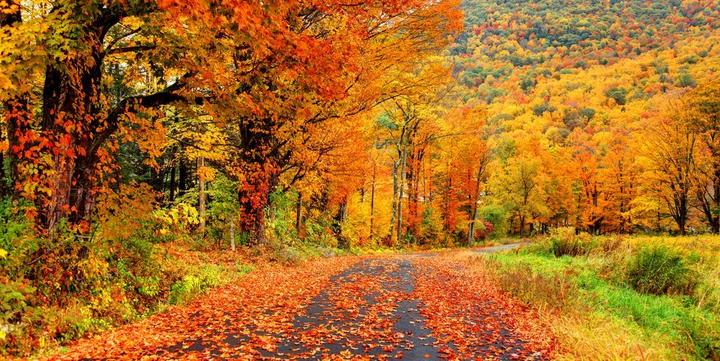 Say đắm ngắm vương quốc Anh ‘thay áo’ chuyển mình sang thu: Lá vàng rợp góc trời - 13