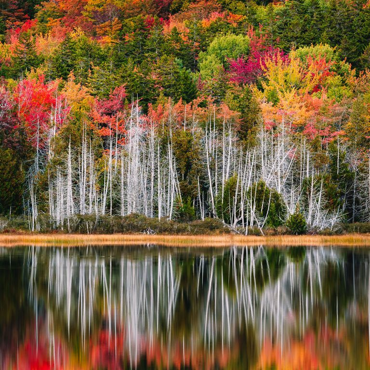 Say đắm ngắm vương quốc Anh ‘thay áo’ chuyển mình sang thu: Lá vàng rợp góc trời - 12