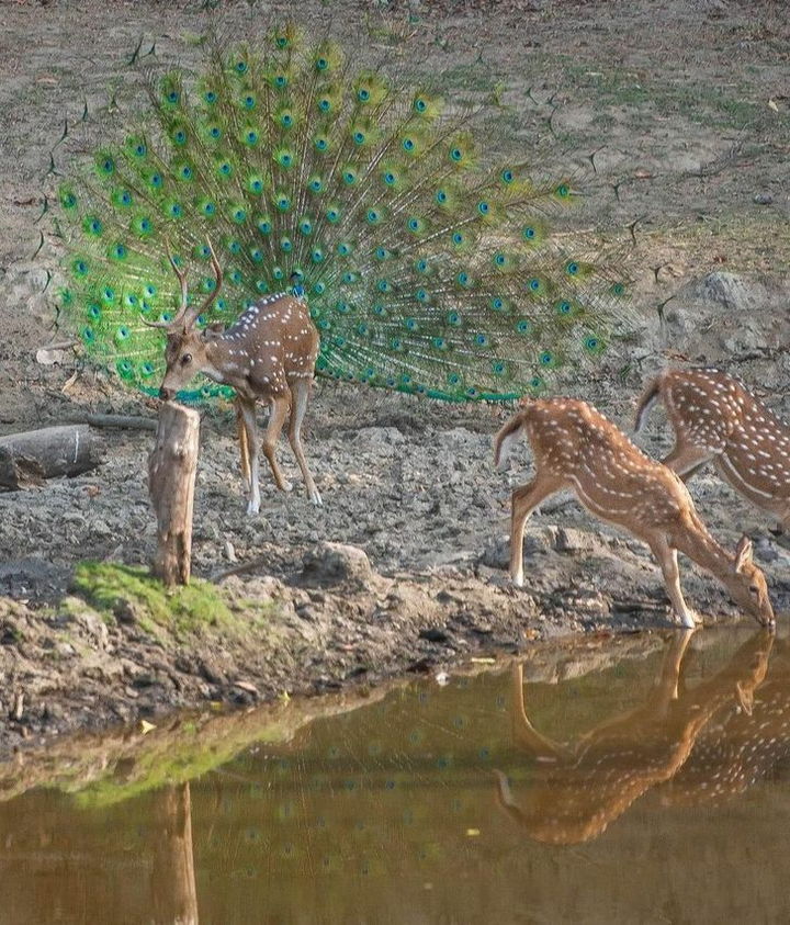 Tròn mắt với những hình ảnh lạ lùng đến nỗi người nhìn nghi ngờ vào mắt mình - 11