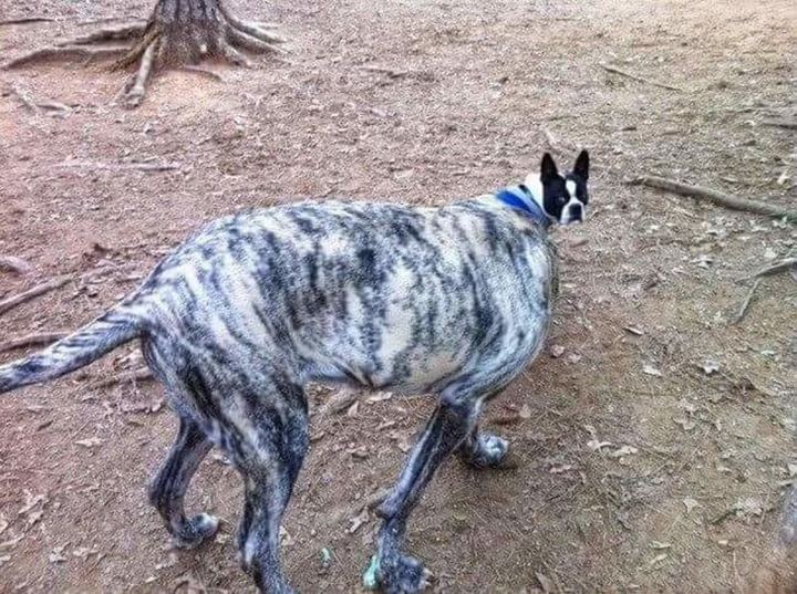 Tròn mắt với những hình ảnh lạ lùng đến nỗi người nhìn nghi ngờ vào mắt mình - 8