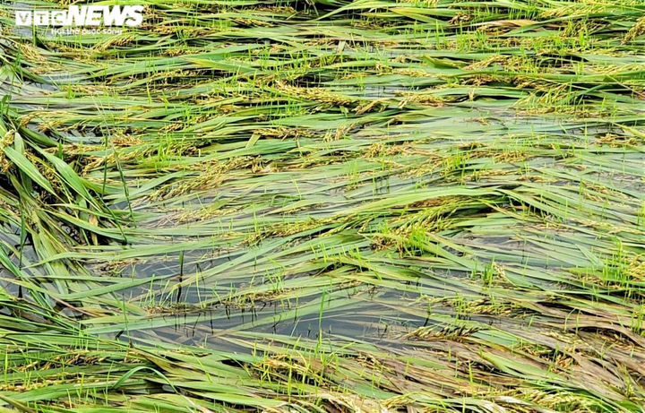 Nông dân Đà Nẵng rớt nước mắt nhìn lúa nảy mầm trắng ruộng - 1