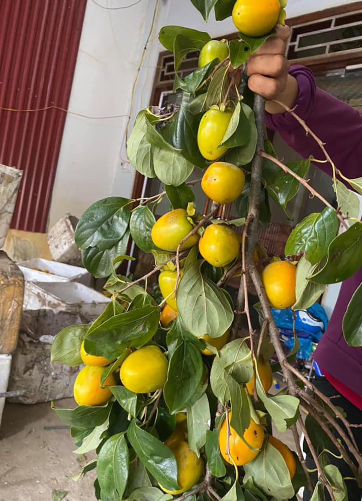 Rộ mốt mua cành hồng về cắm, vừa ngắm vừa chờ quả chín hái ăn dần - 2