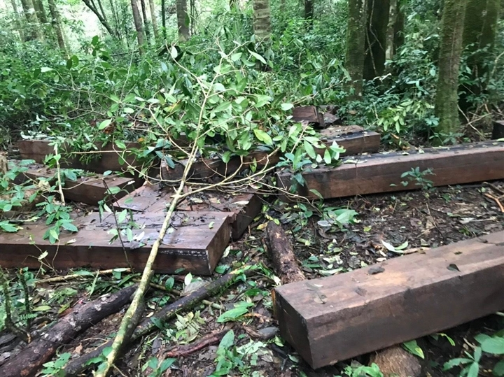 Lâm Đồng: Hai nữ lâm tặc phá hơn 5.000m2 rừng bị phạt 200 triệu đồng - 1