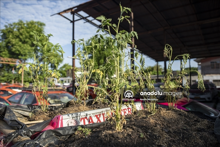 Ế ẩm vì COVID-19, hàng trăm taxi biến thành nơi trồng rau - 4