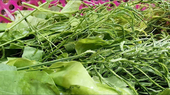 Loại rau có mùi như sầu riêng, đứng xa cả mét vẫn hôi lại là món ngon khó cưỡng - 1