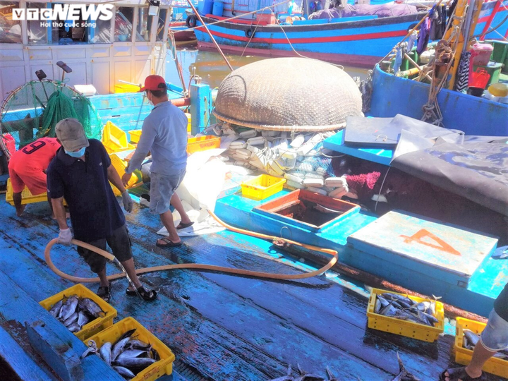 Ảnh: Cảng cá ở Quảng Ngãi đóng cửa, hàng trăm tấn hải sản ứ đọng - 5