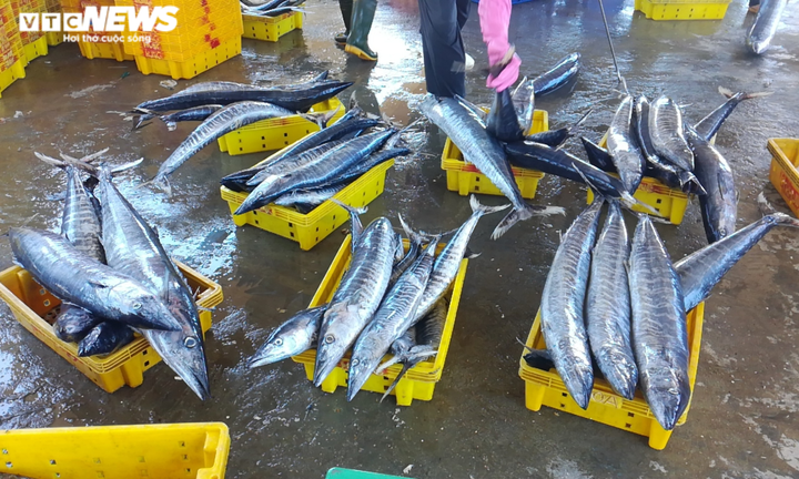 Ảnh: Cảng cá ở Quảng Ngãi đóng cửa, hàng trăm tấn hải sản ứ đọng - 2