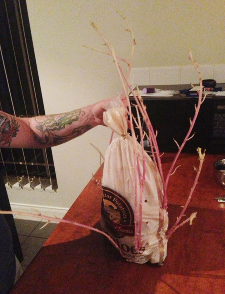 Dân tình giật mình khi phát hiện rau củ quả mua rồi để quên, nhìn mà khóc thét - 3