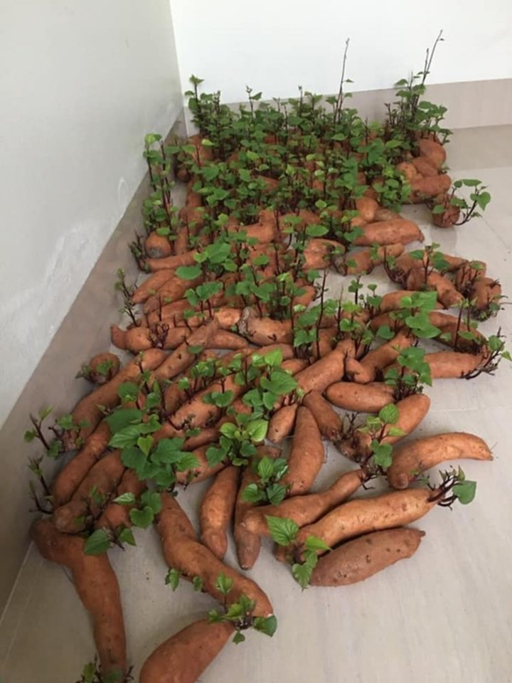 Dân tình giật mình khi phát hiện rau củ quả mua rồi để quên, nhìn mà khóc thét - 2