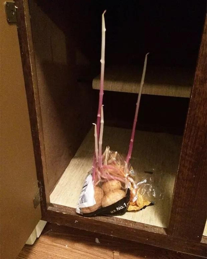 Dân tình giật mình khi phát hiện rau củ quả mua rồi để quên, nhìn mà khóc thét - 4