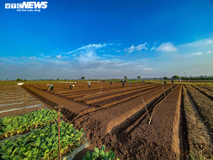 Ngày đầu trở lại sau giãn cách, vựa rau lớn nhất Hà Nội tất bật người ra kẻ vào - 1