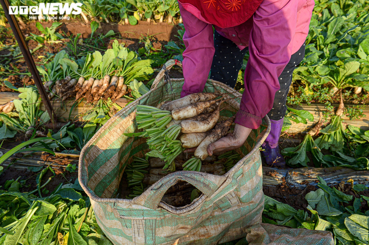 Ngày đầu trở lại sau giãn cách, vựa rau lớn nhất Hà Nội tất bật người ra kẻ vào - 10