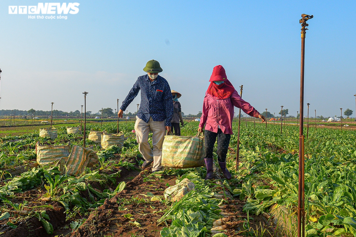 Ngày đầu trở lại sau giãn cách, vựa rau lớn nhất Hà Nội tất bật người ra kẻ vào - 9