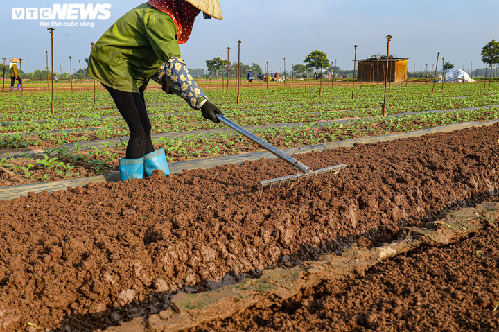Ngày đầu trở lại sau giãn cách, vựa rau lớn nhất Hà Nội tất bật người ra kẻ vào - 2