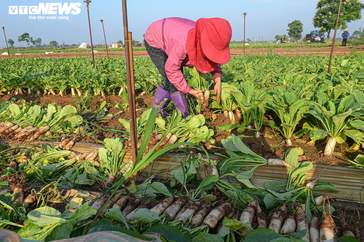 Ngày đầu trở lại sau giãn cách, vựa rau lớn nhất Hà Nội tất bật người ra kẻ vào - 8