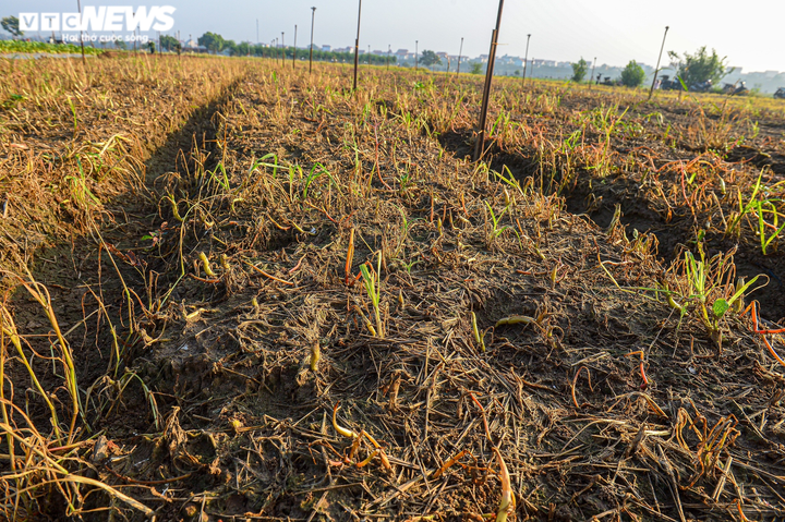 Ngày đầu trở lại sau giãn cách, vựa rau lớn nhất Hà Nội tất bật người ra kẻ vào - 12