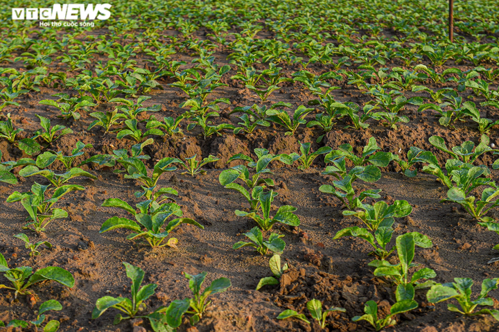 Ngày đầu trở lại sau giãn cách, vựa rau lớn nhất Hà Nội tất bật người ra kẻ vào - 7