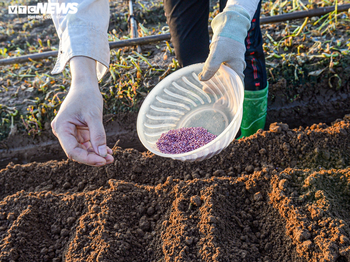 Ngày đầu trở lại sau giãn cách, vựa rau lớn nhất Hà Nội tất bật người ra kẻ vào - 3