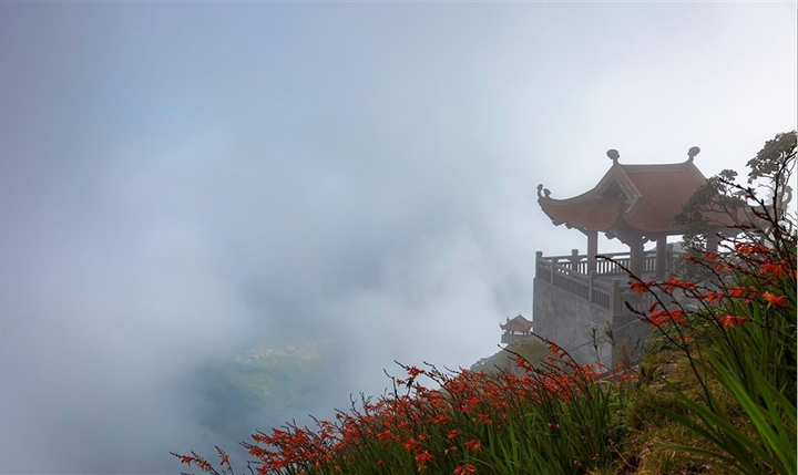 Mênh mông sắc vàng cam của hoa dơn lúa đẹp kiêu sa trên đỉnh Fansipan - 3