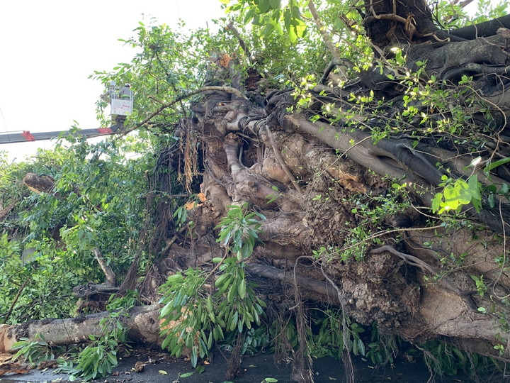 Cận cảnh cây đa hơn 200 năm tuổi bật gốc, đè chết người - 2