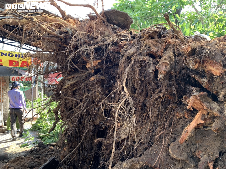 Cận cảnh cây đa hơn 200 năm tuổi bật gốc, đè chết người - 3